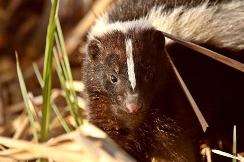 Locate the beaver activity area. How to Get Rid of Skunks in Your Backyard | Getting rid of ...