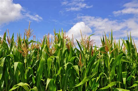 Setva Kukuruza Po Regionima Koje Su Preporuke Za Područje Centralne