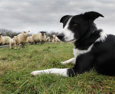 Choosing A Livestock Guardian Dog Breed