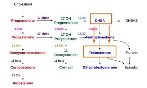 Causes Of High Testosterone Levels In Women