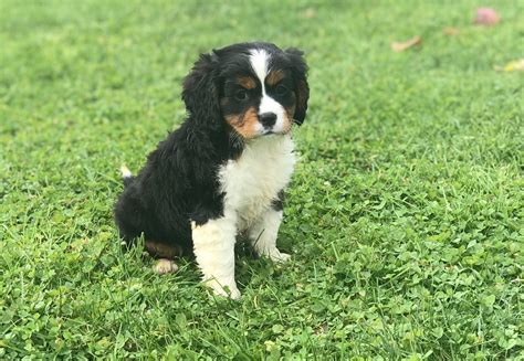 Mini Bernese Mountain Dog Puppies For Sale Near Me Are Bernese