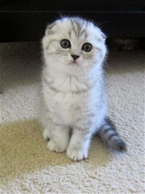 Scottish fold munchkin kittens for sale near me. Scottish Fold Kittens For Sale 3 white kittens 1boy and ...