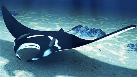 They're closely related and look similar are first glance, but there are actually big differences separating the two. What does stingray or manta ray dreams mean? - Dream ...