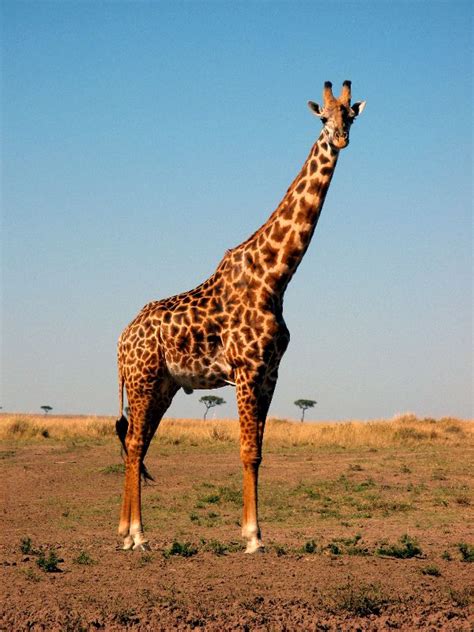 sound   giraffe  check   research