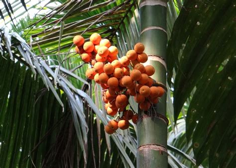 Areca Palm 1080p 2k 4k Full Hd Wallpapers Backgrounds Free