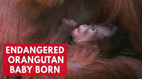 Critically Endangered Sumatran Orangutan Baby Born At Chester Zoo Youtube