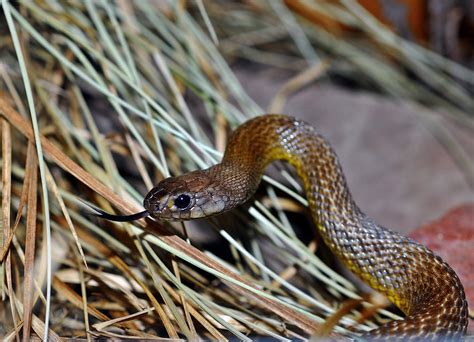 The Fierce Snake Most Dangerous Snake The Wildlife