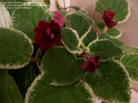 Plantfiles Pictures African Violet Pow Wow Saintpaulia By Avocdgirl