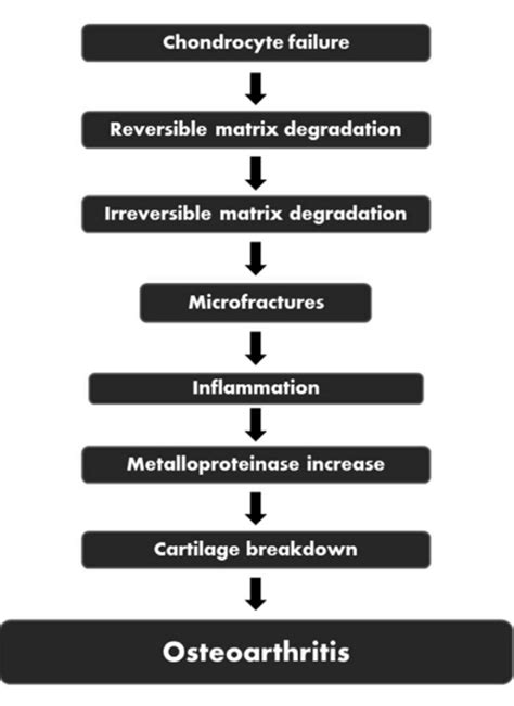 pathophysiology of osteoarthritis download scientific diagram