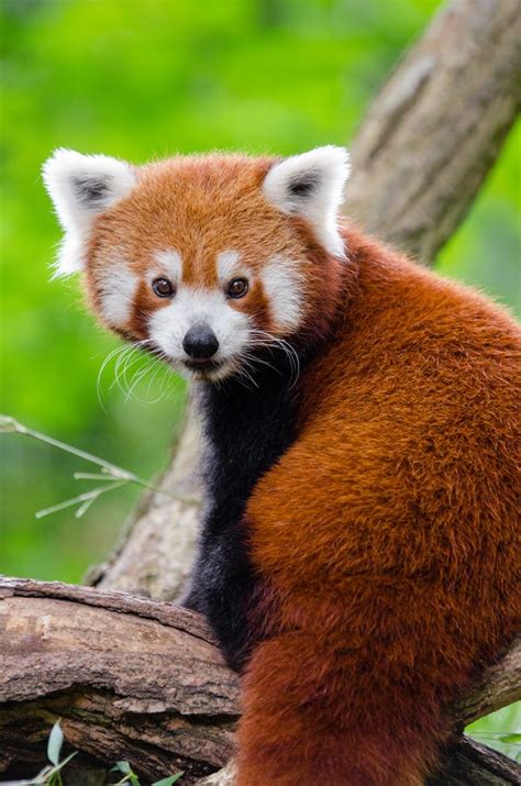 Wnc Nature Center Notes Meet Ashevilles New Red Pandas