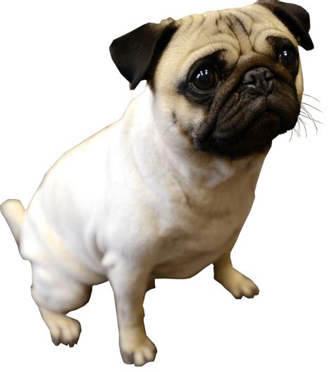 Pug Png 10 Free Cliparts Download Images On Clipground 2024