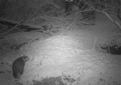 Albinoleucistic Badger In South London Simons Discoveries