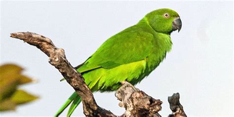 Parrots Of Africa 6 Parrot Species To Spot In Africa ️