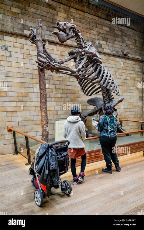 Giant Sloth Skeleton Natural History Museum London England Uk Stock