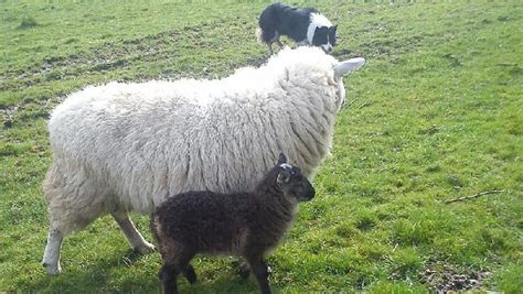 Rare Goat Sheep Hybrid Born In Kildare