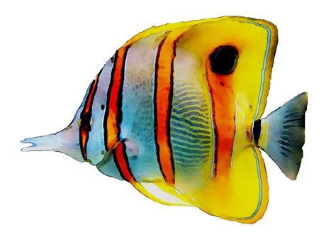 Coral Reef Angelfish Png Clipart Png All