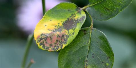Black Spot Disease On Roses Preventing And Controlling This Disease
