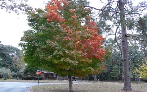 Florida Maple Tree For Sale Naples