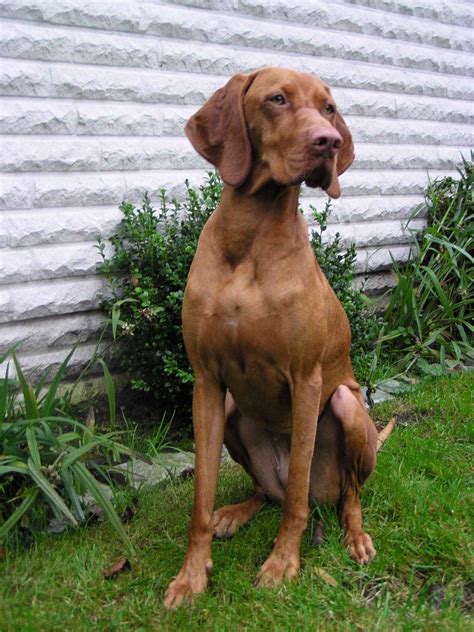 Vizsla Hungarian Short Haired Pointing Dog Big Dog Breeds Vizsla