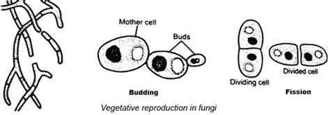 Karyogamy which eventually occurs in all sexually reproducing fungi is sooner or later followed. Reproduction in fungi: asexual and sexual methods