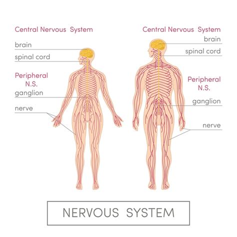 The central nervous system (cns) is composed of the brain, spinal cord, and cerebellum. Central Nervous System: Definition, Function, Parts ...