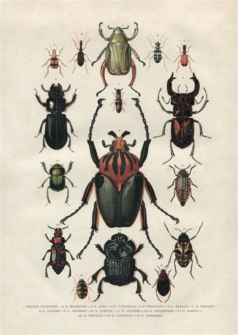 Vintage Beetles Poster Beetle Illustration Illustration Vintage