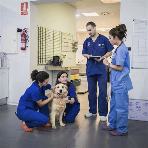 Copyright © 2021 acredale animal hospital. Jorge Llinás, un héroe entre los animales - Valencia Secreta