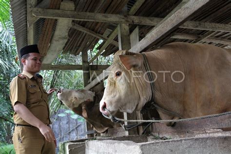 Jokowi Beli Sapi Kurban Seberat 1 Ton Antara Foto