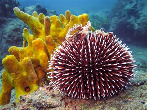 Sea Urchins In The Reef Aquarium Marine Invertebrates Algaebarn