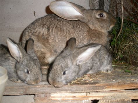 Imagini cu iepuri de pasti | stolenimg. poze iepuri belgieni - mai 2010 - gabytzuxxl