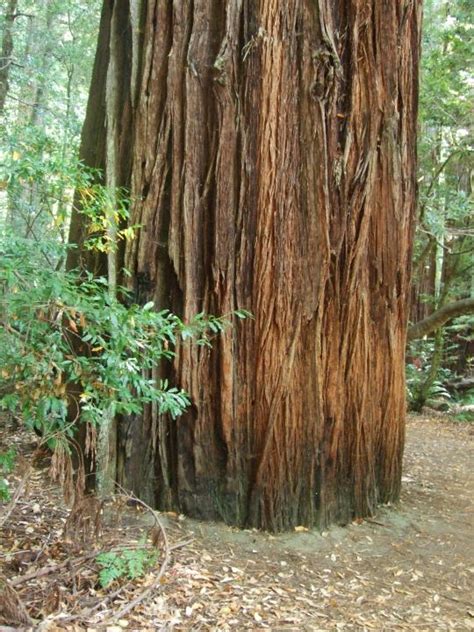 Sequoia Sempervirens Coast Redwood Woodbrook Native Plant Nursery