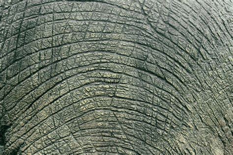 Texture De Peau De Dinosaure Photo Stock Image Du Ciment