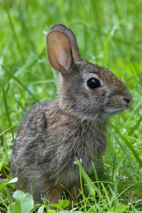 Brown Rabbit On Green Grass During Daytime Photo Free Usa Image On Unsplash Rabbit Photos
