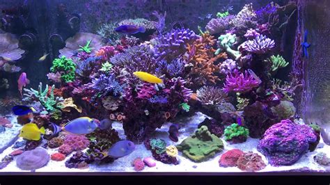 210 Reef Full Tank Shot Youtube