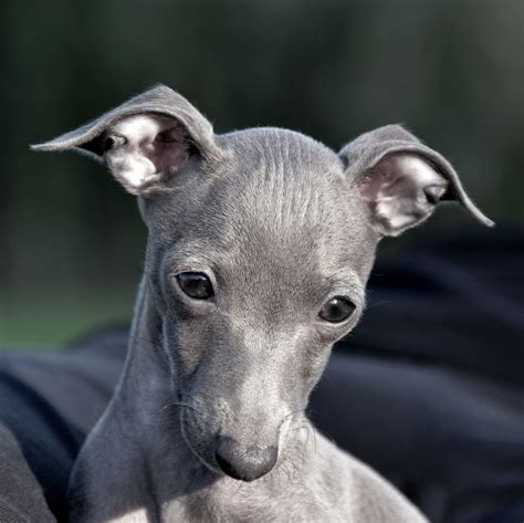 Old Memories 2012 Italian Whippet Mans Best Friend Best Friends