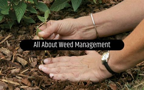 The Need And Importance Of Weed Management Ways To Control It