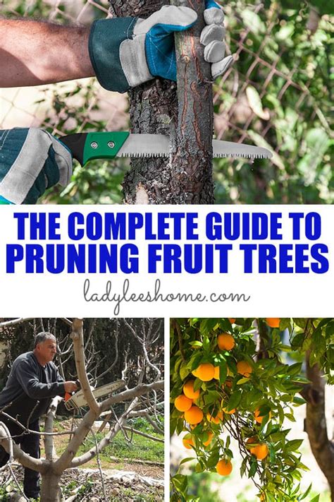 The Complete Guide To Pruning Fruit Trees Lady Lees Home