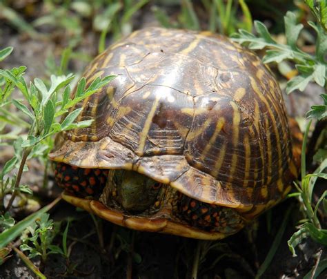Bwhat Source Of Inspiration 275 Box Turtle