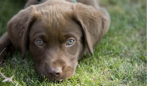 How to get a lab puppy, preparing your cute lab puppies' home, puppy care, and labrador puppy training. Adopt Chocolate Labrador Puppy | PETSIDI