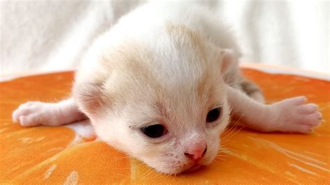 Newborn Kittens Open Their Eyes Youtube