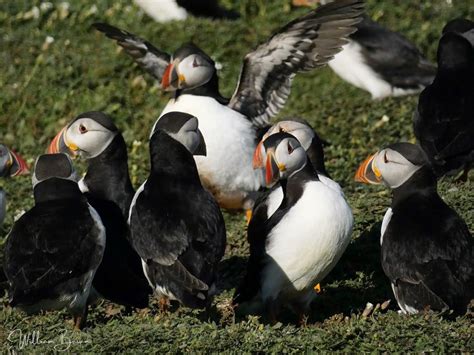 The Importance Of The Rspbs Project Puffin — Natures Good News