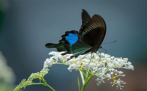 Insect Paris Peacock Scientific Name Papilio Paris Is A Species Of