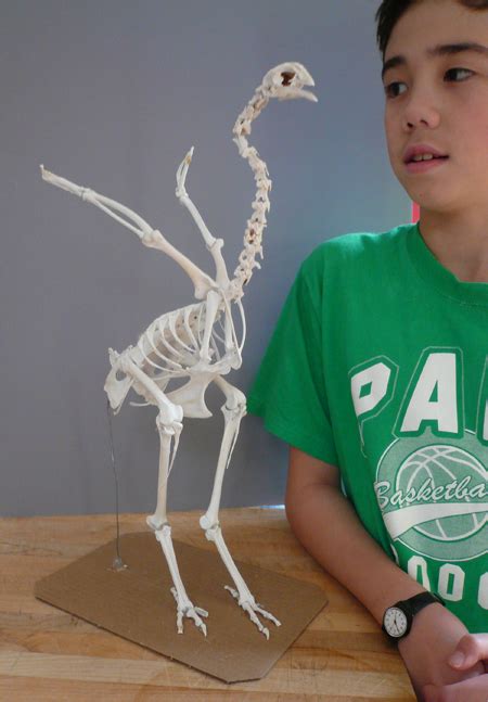 Outline the dog leg bones diagram you've got laid out. Chickensaurus Skeleton | WIRED