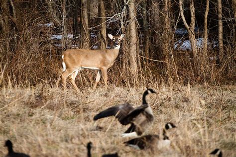 Sika Deer Quietly Encroach On Chesapeakes Eastern Shore Chesapeake