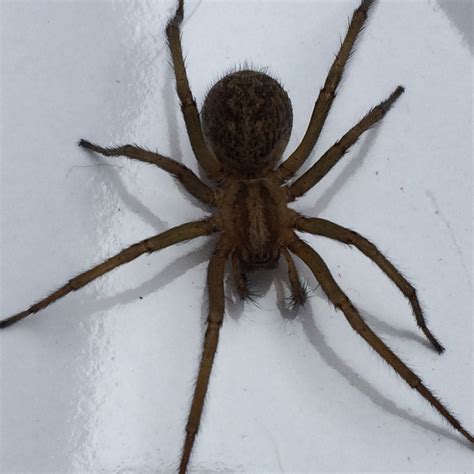 Help Is This A Brown Recluse Found In My Basement Bedroom In Colorado