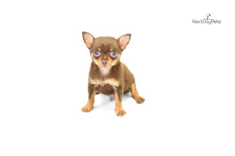 Marti Chihuahua Puppy For Sale Near Hattiesburg Mississippi