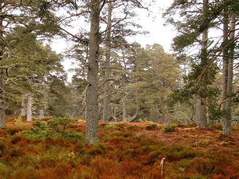 Caledonian Forest Caledonian Pine Forest Scotland Lews Castle Uhi