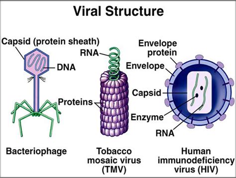 Are Viruses Made Up Of Cells Socratic