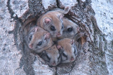As Climate Warms Northern Flying Squirrels Are Moving Out Of The