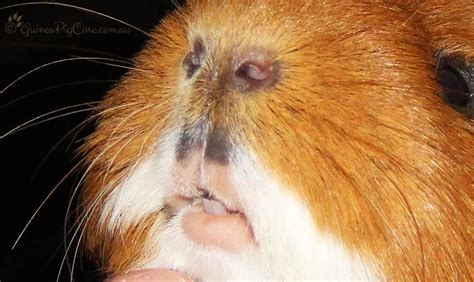 All About Guinea Pig Eyes Whats Normal